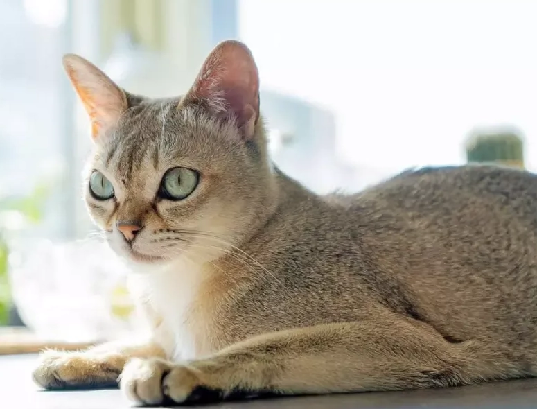 Singapura cat personality Singapura cat personality