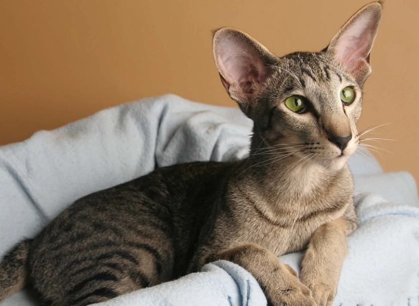 Oriental cat breed