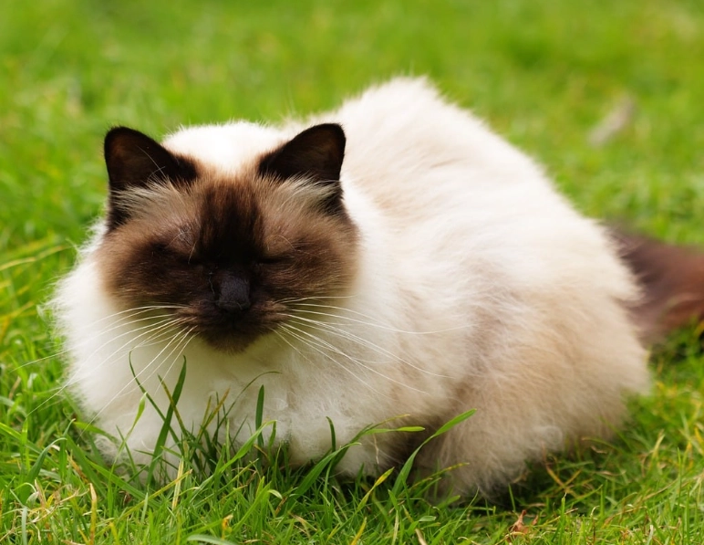 Persian cat Persian cat