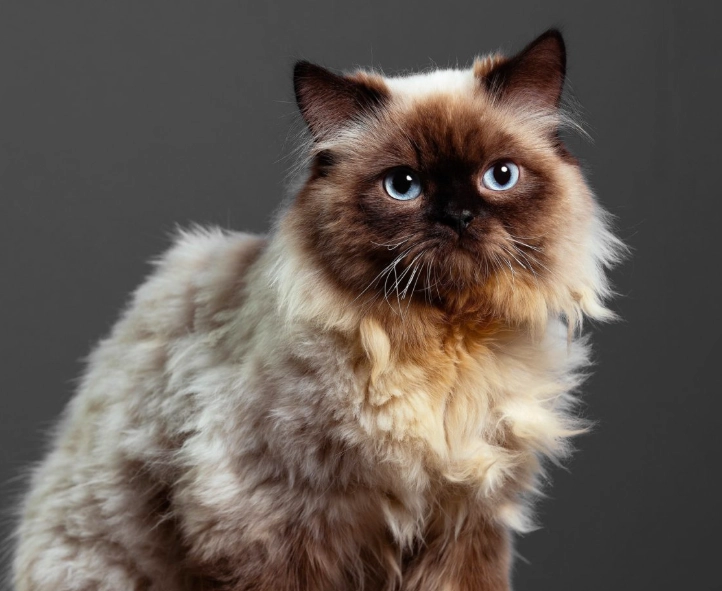 Siamese cat Siamese cat