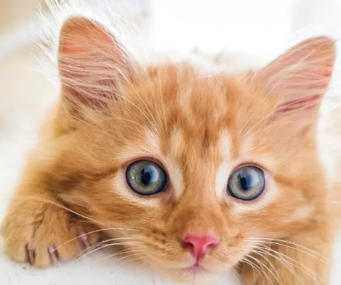 Singapore national cat Singapore national cat