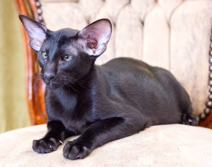 black Oriental cat
