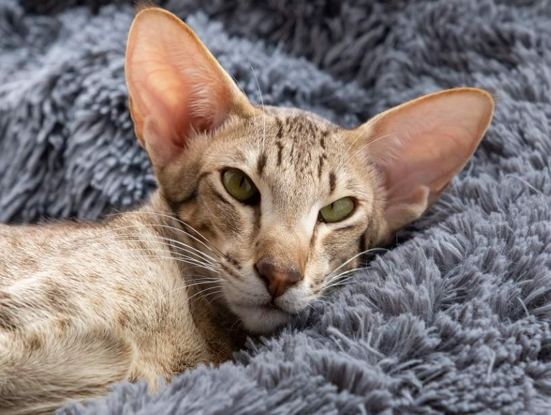 Oriental cat breed