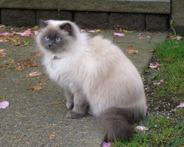 Himalayan cat colors Himalayan cat colors