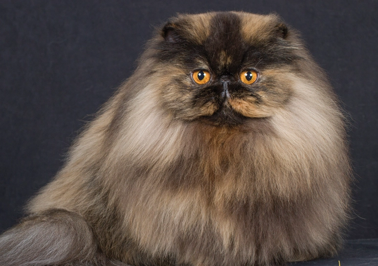 Persian cat health issues