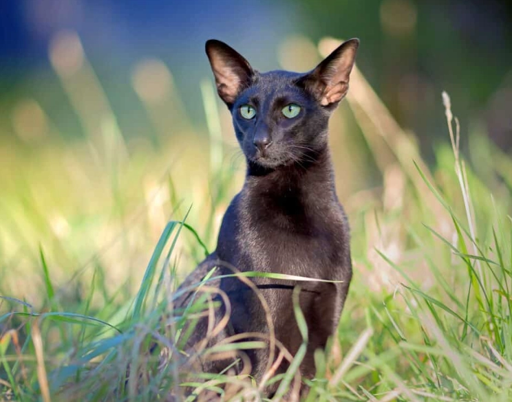 Oriental Black cat