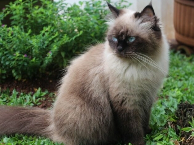 Persian cat Persian cat