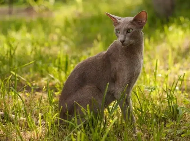 Oriental Shorthair care