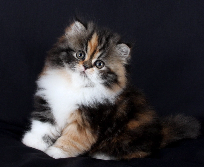 Persian Himalayan cat care Persian Himalayan cat care