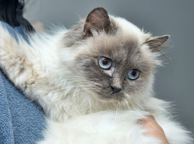 longhaired tabby cat longhaired tabby cat