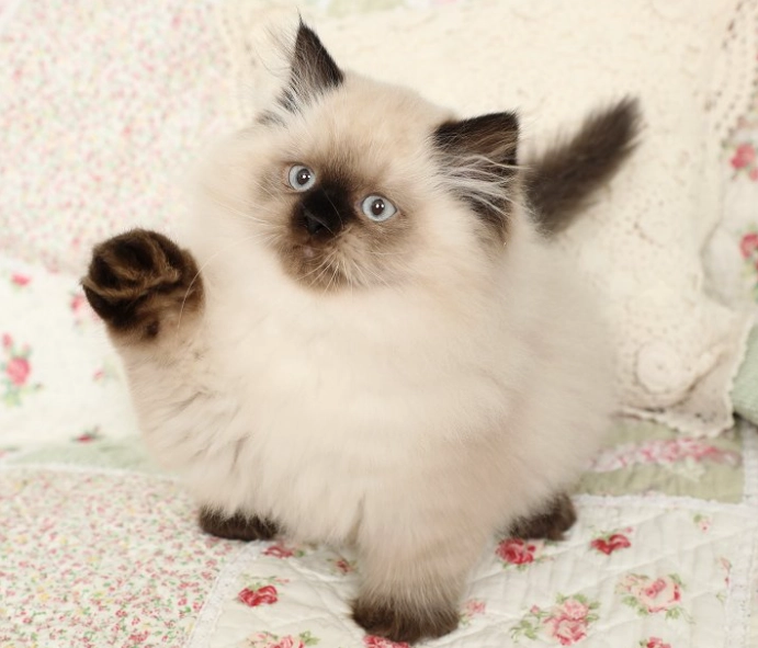 longhair cat grooming longhair cat grooming