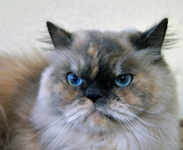 Persian Himalayan mix Persian Himalayan mix