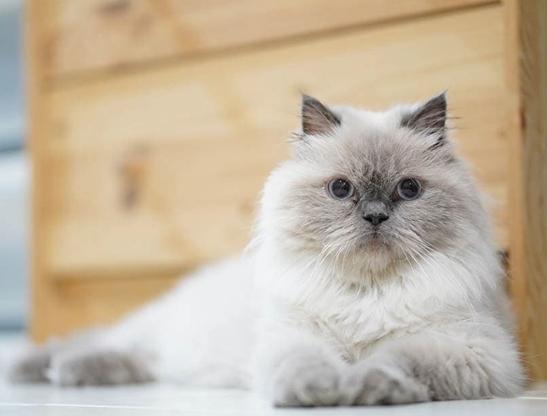 Persian and Himalayan cat mix