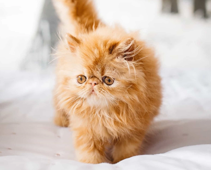 Persian cat health issues