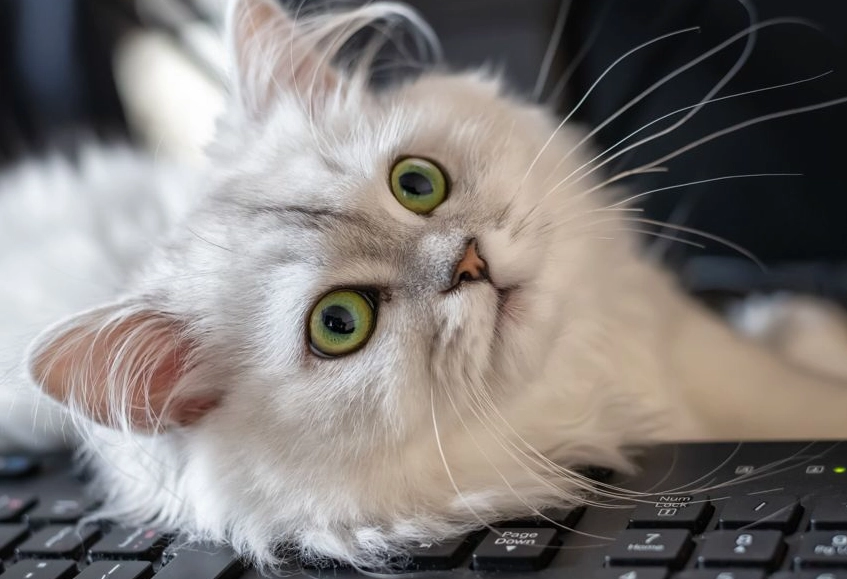 Persian cat problems