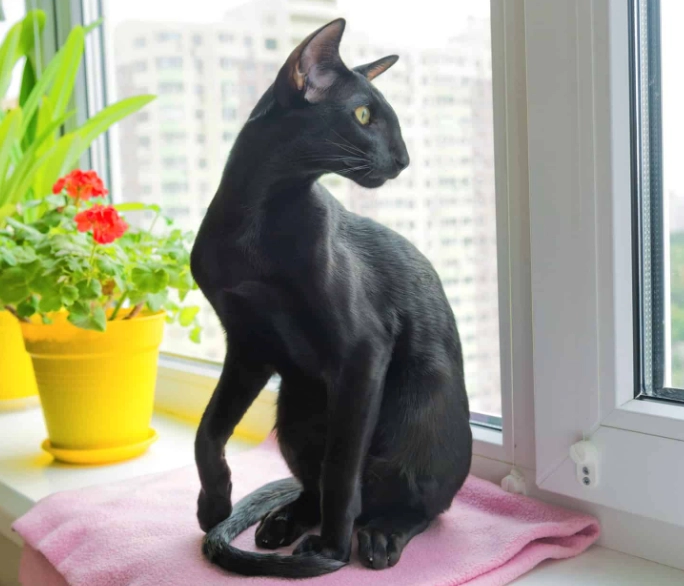 Oriental Shorthair Black