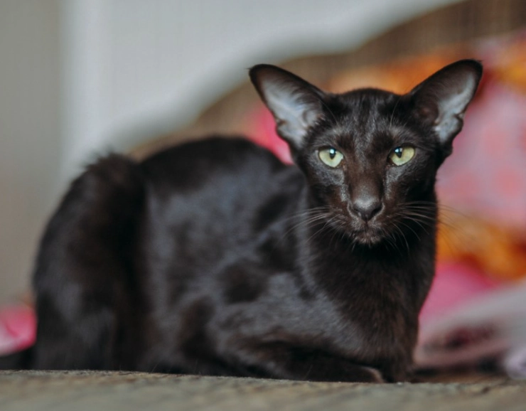 Oriental Shorthair Black