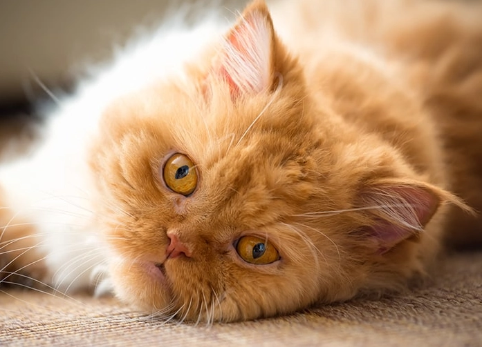 Persian cat grooming