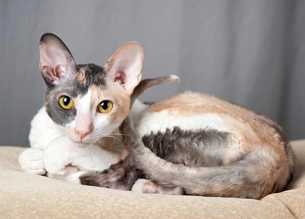 Are Cornish Rex cats good pets?