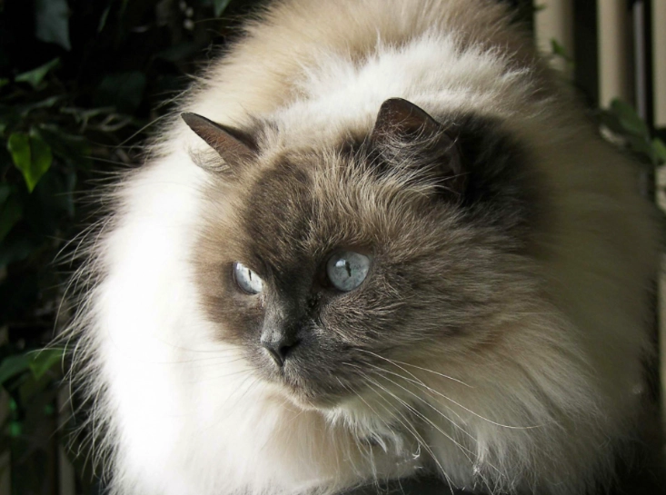 are Himalayan cats affectionate