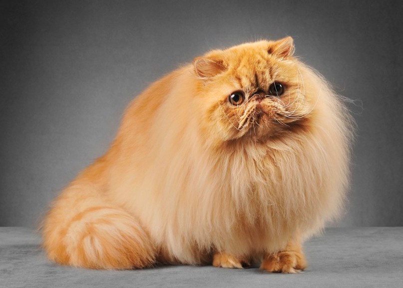 Persian cat grooming
