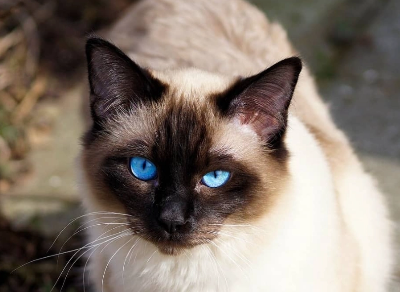 Balinese cat temperament