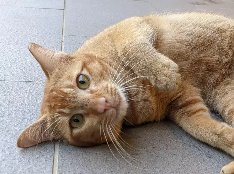 community cats Singapore