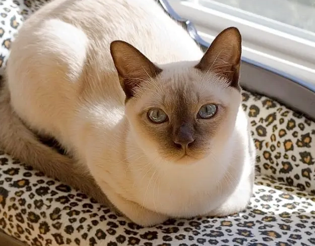 Tonkinese cat personality