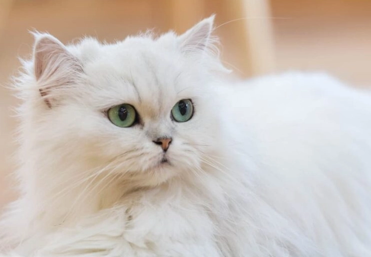 Traditional Persian cat breed