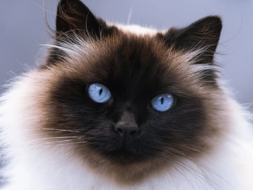 Himalayan cat care