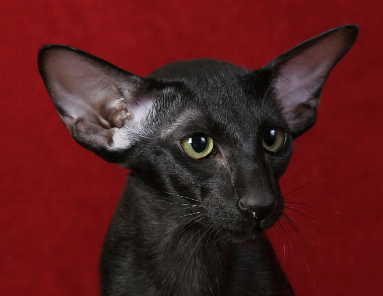 Oriental Shorthair cat Oriental Shorthair cat