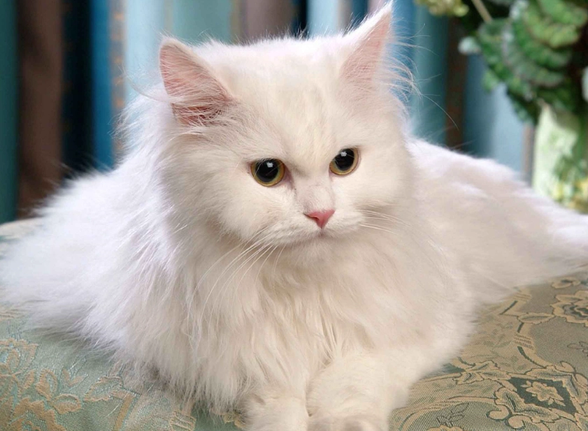 Is a Persian cat high maintenance?