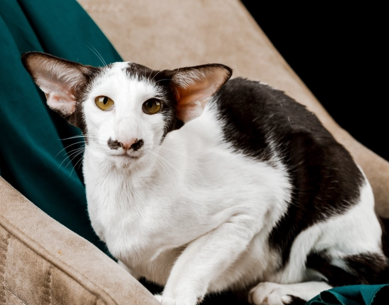 Oriental Shorthair cat Oriental Shorthair cat