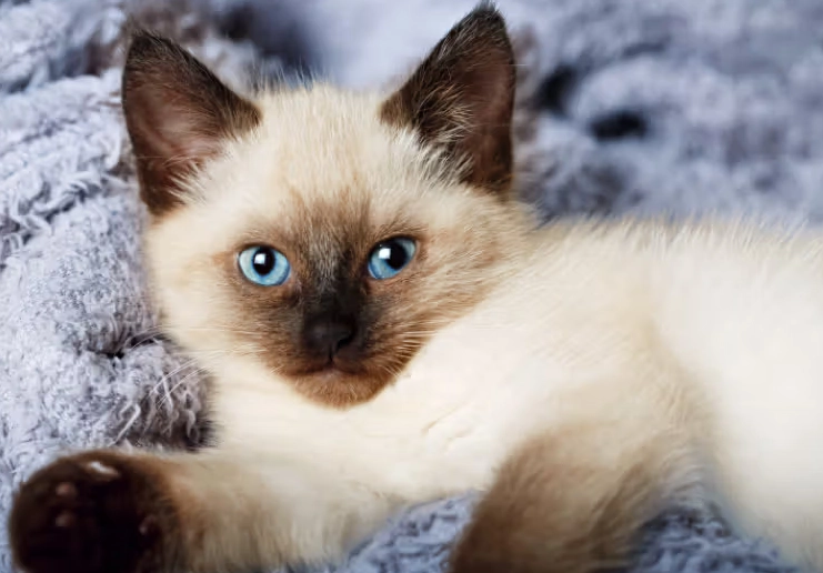 are Balinese cats good with children