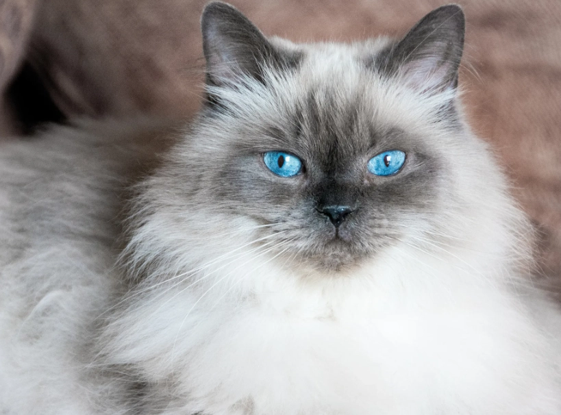 Himalayan cat personality