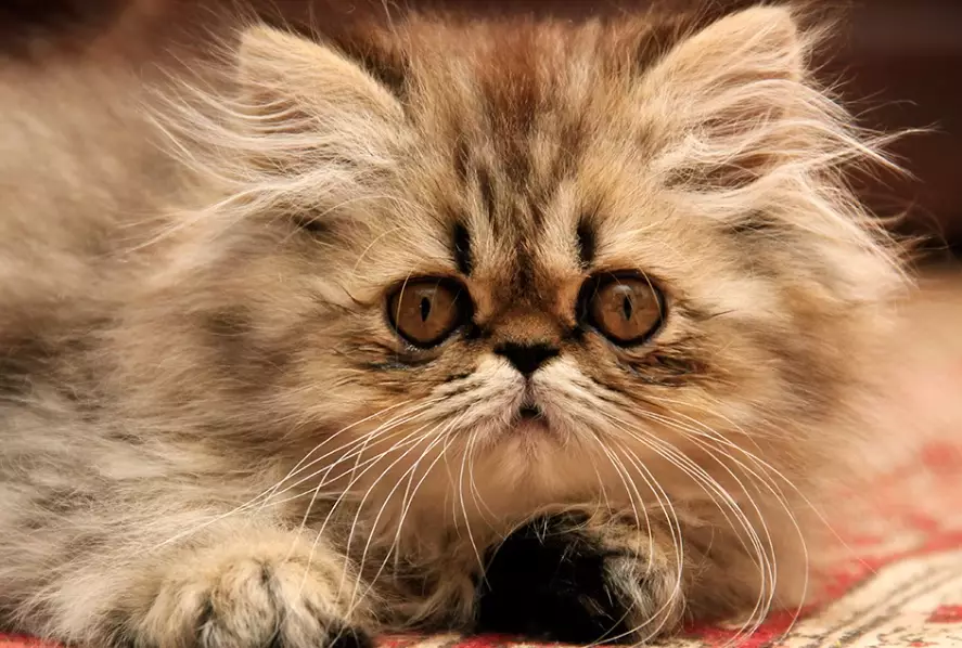 Persian cat high maintenance