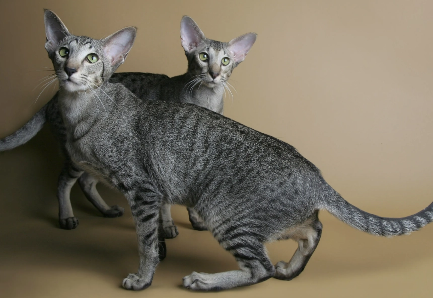 Oriental cat personality Oriental cat personality