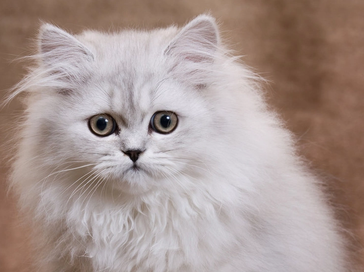 Traditional Persian cat