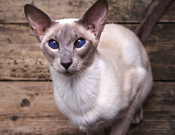 Oriental cat personality Oriental cat personality