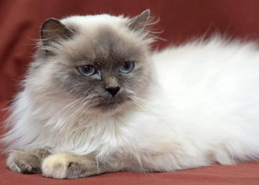 Are Himalayan cats snuggly?