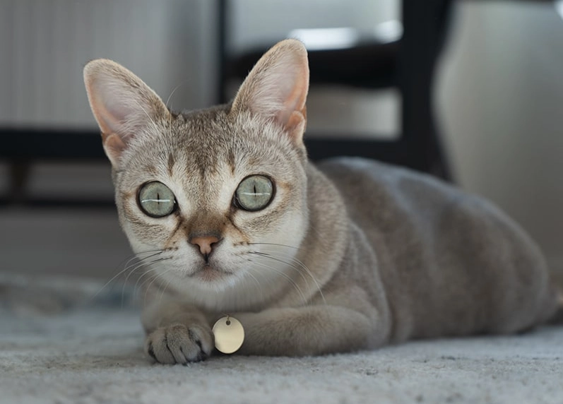 most common cat Singapore