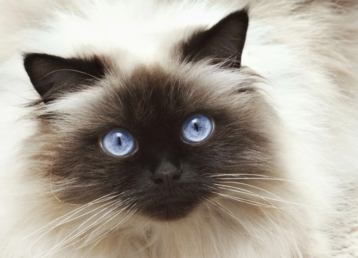 are Himalayan cats affectionate