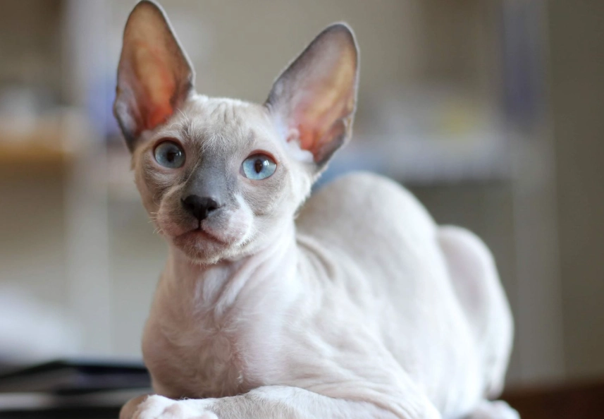 Cornish Rex good pets