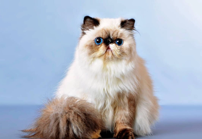 Persian cat health problems