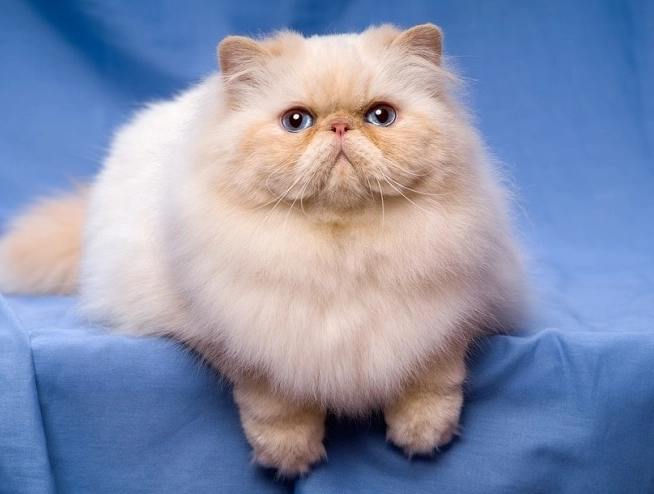 Persian cat grooming