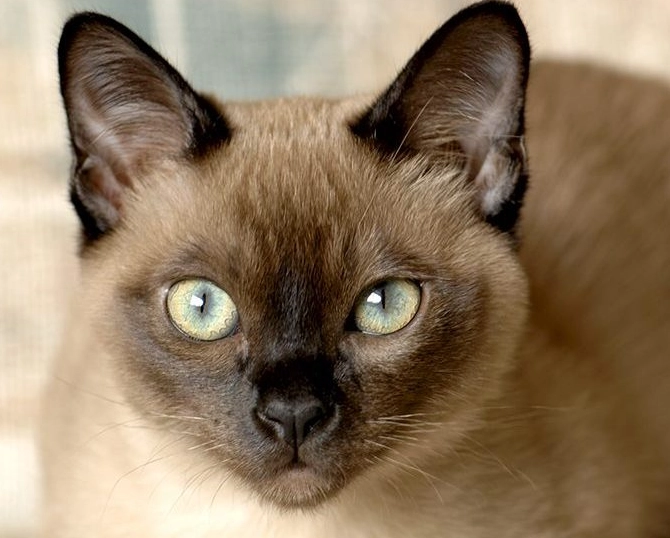 are Tonkinese cats good pets are Tonkinese cats good pets