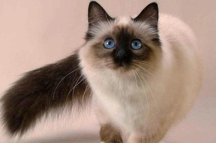 Balinese cat breed