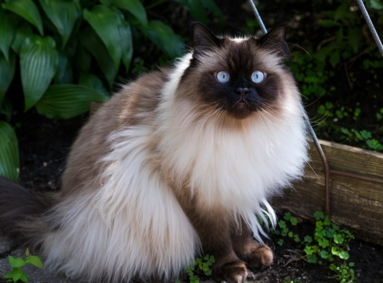 Himalayan cat care