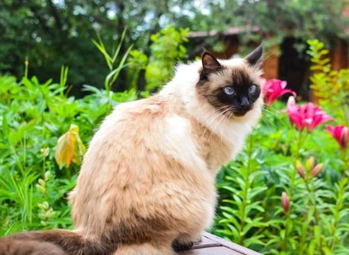 are Balinese cats good with children
