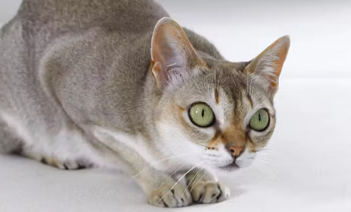 What is the most common cat in Singapore?